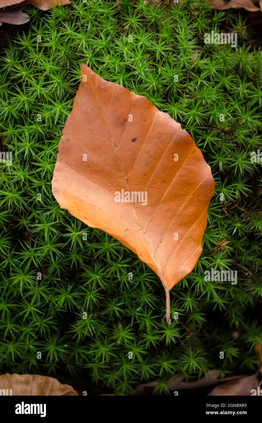 Foglia di betulla europea (Fagus sylvatica) su muschio verde nella foresta in autunno Foto Stock