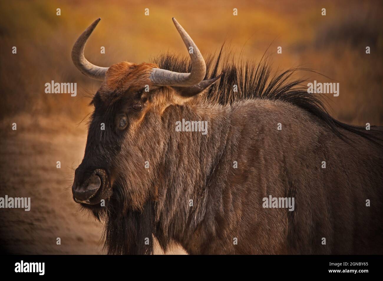 Kalahari Wildebeest 4913 Foto Stock