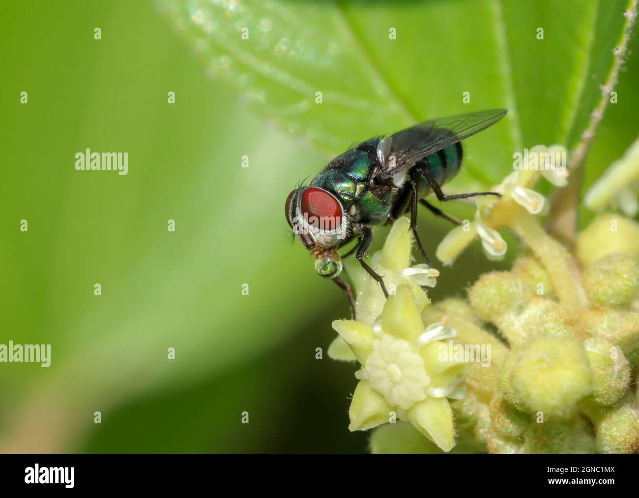 Primo piano macro foto della mosca con bolla. Foto Stock
