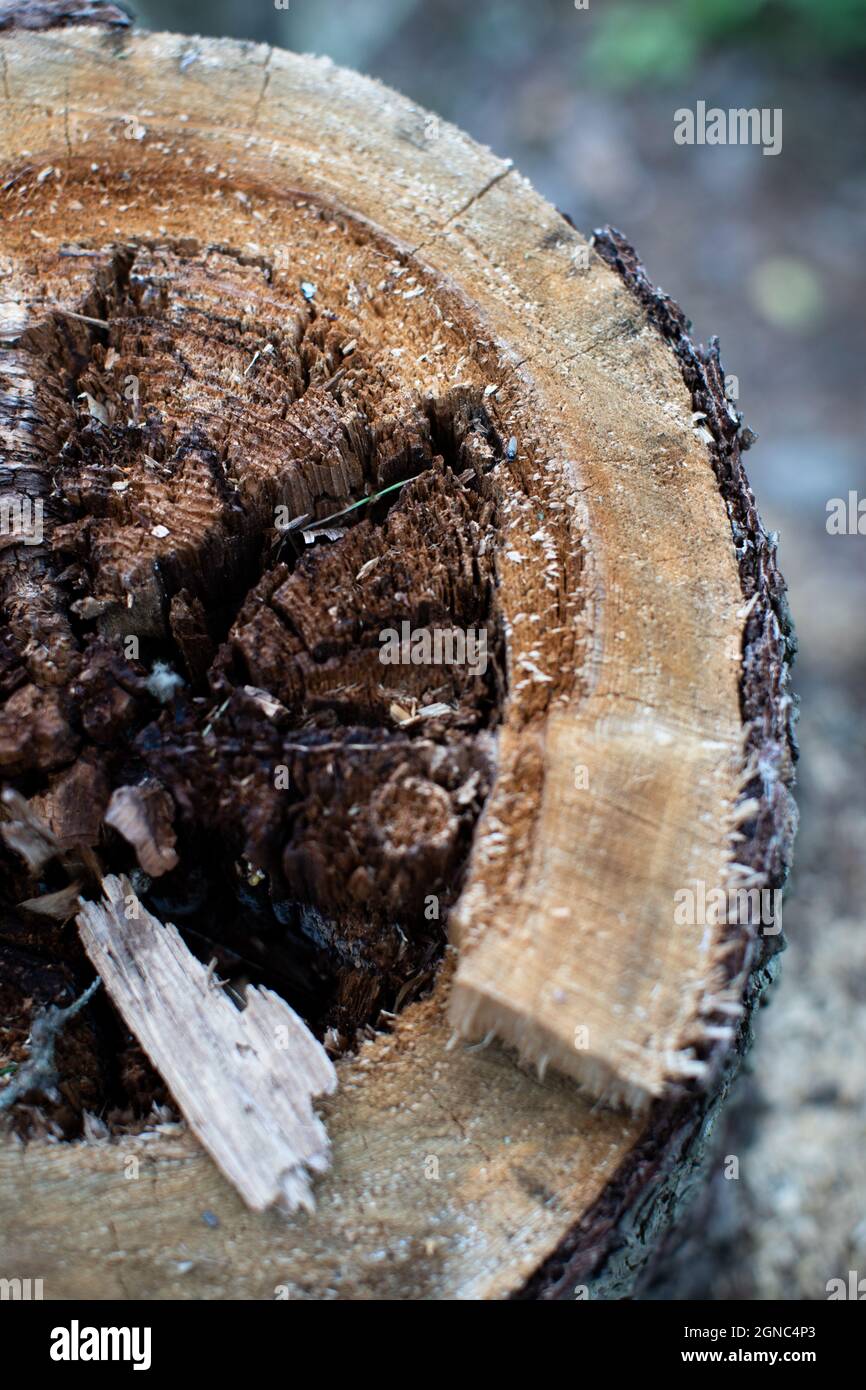 Moncone nella foresta di un vecchio albero Foto Stock