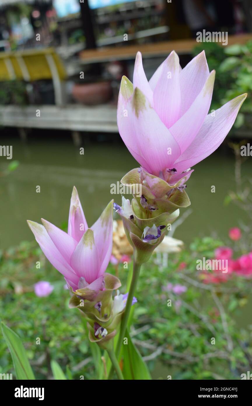 Curcuma alismatifolia aka Siam Tulipani fioriti sul lato di un fiume in Ayutthaya, Thailandia Foto Stock