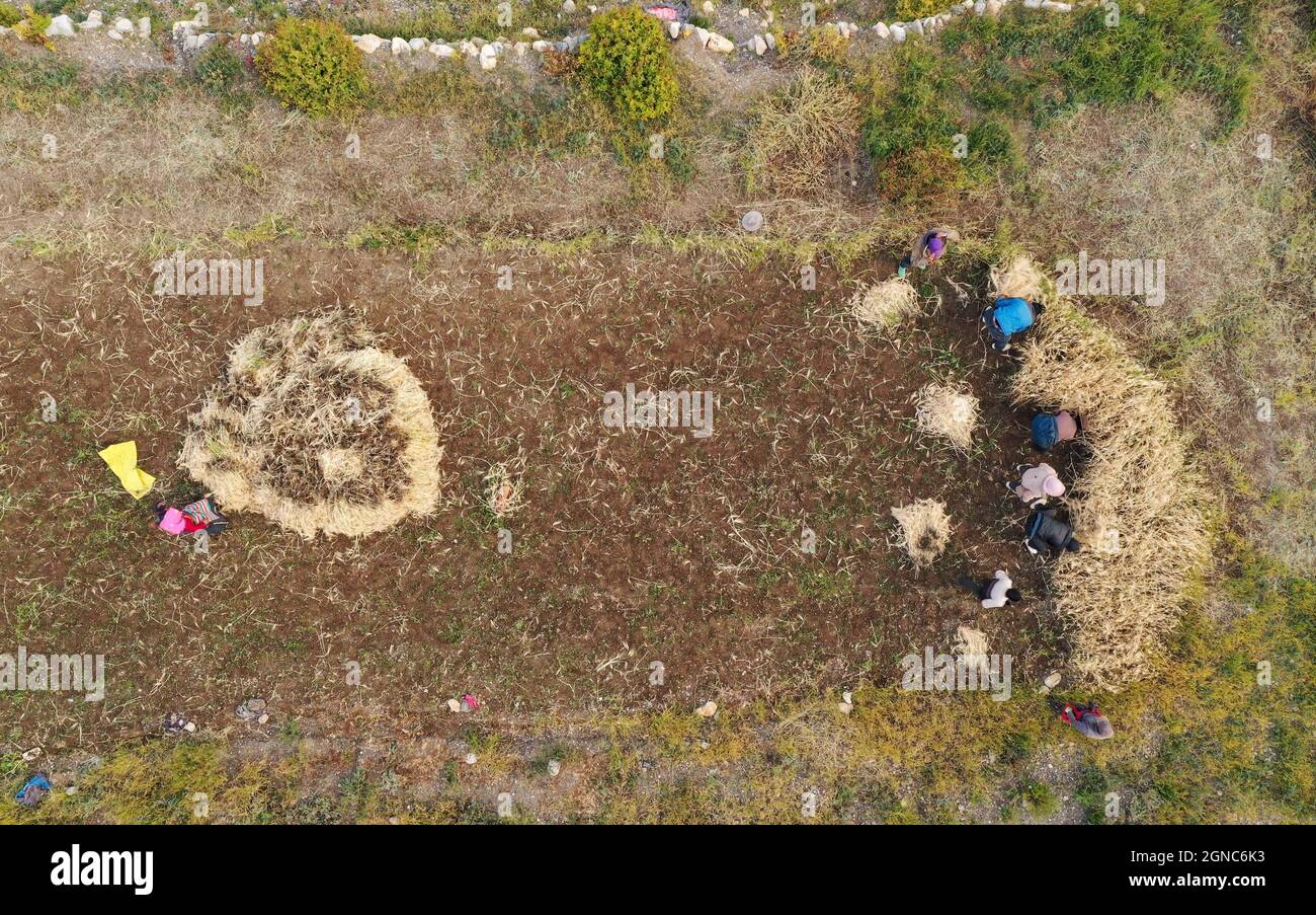 (210923) -- NAGQU, 23 settembre 2021 (Xinhua) -- Foto aerea scattata il 23 settembre 2021 mostra gli abitanti del villaggio che raccolgono orzo altopiano a Ombu Township, Nyima County, Nagqu City della regione autonoma del Tibet della Cina sud-occidentale. Nella contea altopiano di Nyima, la temperatura media annuale rimane a meno quattro gradi Celsius e l'allevamento è il principale cammino della vita per la maggior parte dei suoi residenti. Ma c'è un'eccezione -- Ombu Township dove due grandi laghi, Tangqung Yumco e Tangqung Co, contribuiscono a creare un clima raro per l'agricoltura nelle praterie. È anche una ragione dietro un così vasto campo di orzo altopiano, la ra Foto Stock