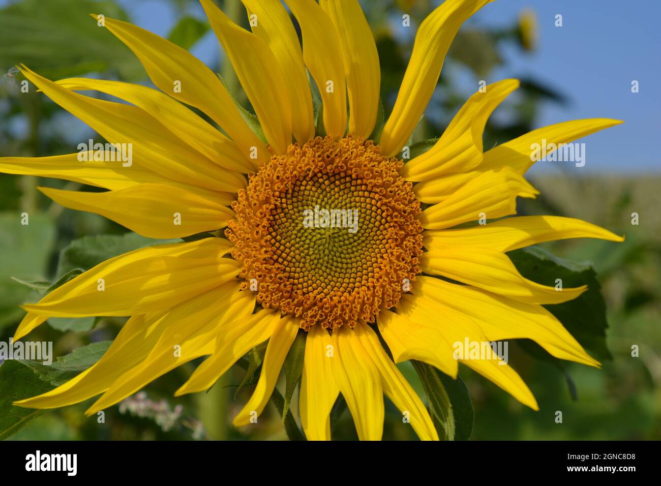 Girasole, dettaglio testa fiore, che mostra la formula matematica della  sequenza Fibonacci in natura Foto stock - Alamy