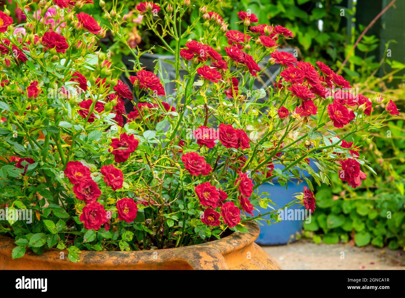 Arbusto rosso di rosa in miniatura che cresce in una pentola di terracotta in estate. Foto Stock