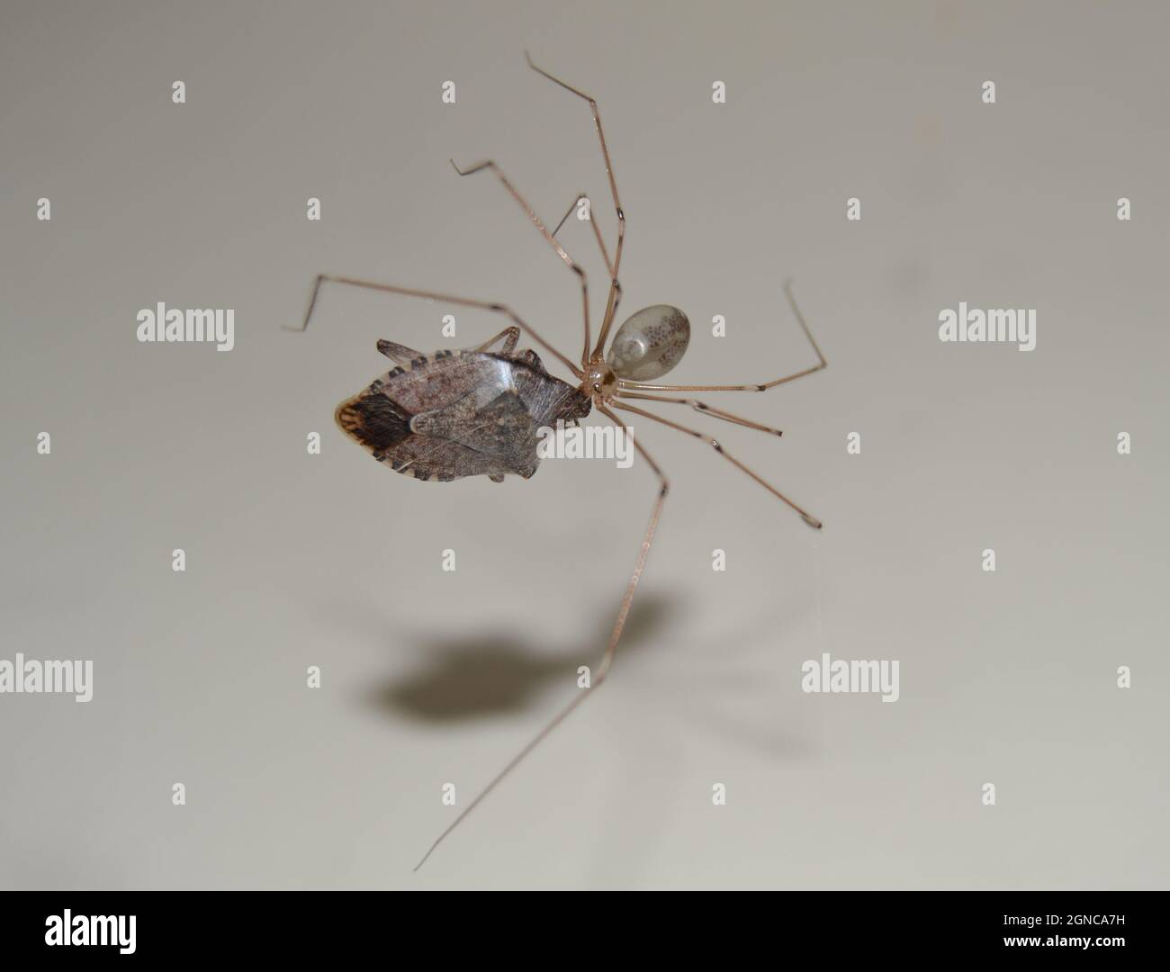 Pholcidae Spider gira un Web intorno a un bug Stink Foto Stock