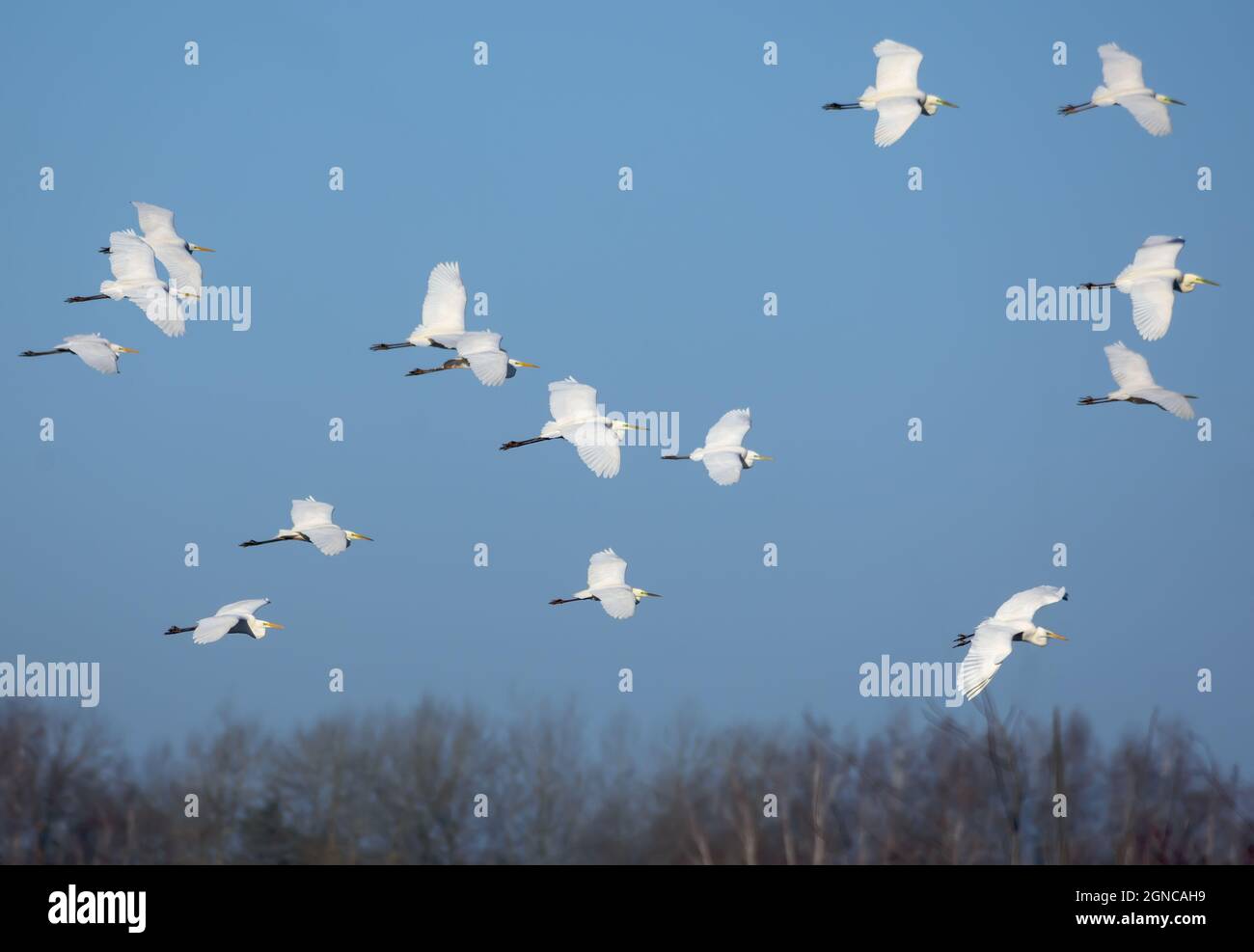 Grande gregge di grandi egre bianche (Ardea alba) in volo su cielo azzurro in primavera Foto Stock