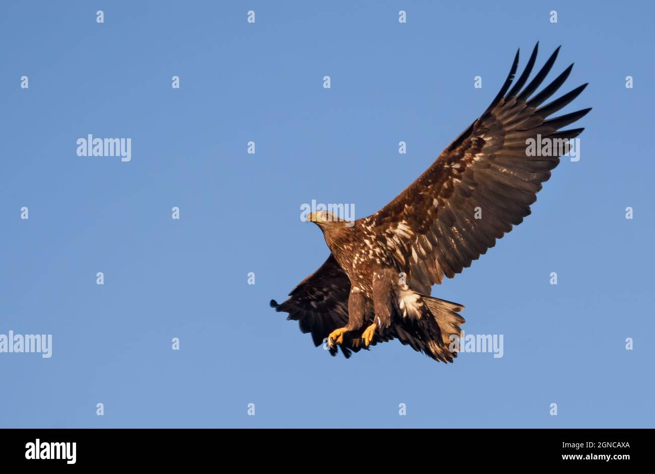 Giovane aquila dalla coda bianca (Haliaeetus albicilla) in cielo blu con ampie ali spalancate Foto Stock