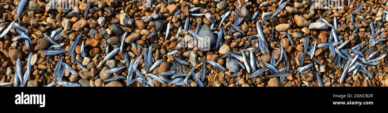 Decine di pesci bianchi si sono lavati sulla spiaggia, dopo essere stati inseguiti dall'acqua da sgombri in inseguimento. Hove Beach, Brighton & Hove, Inghilterra, Regno Unito Foto Stock