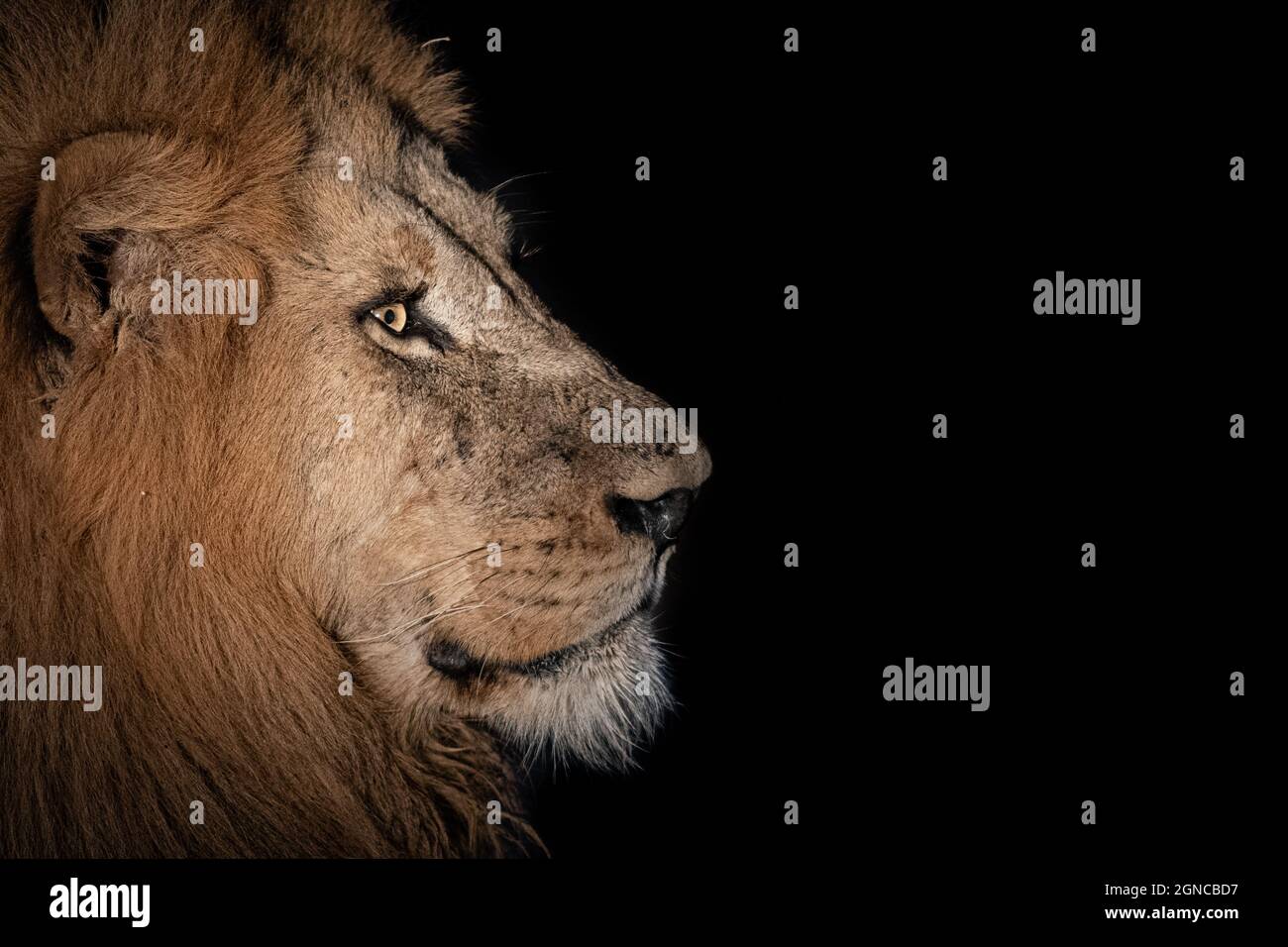 Il profilo laterale di un leone maschio, Panthera leo, nel buio Foto Stock