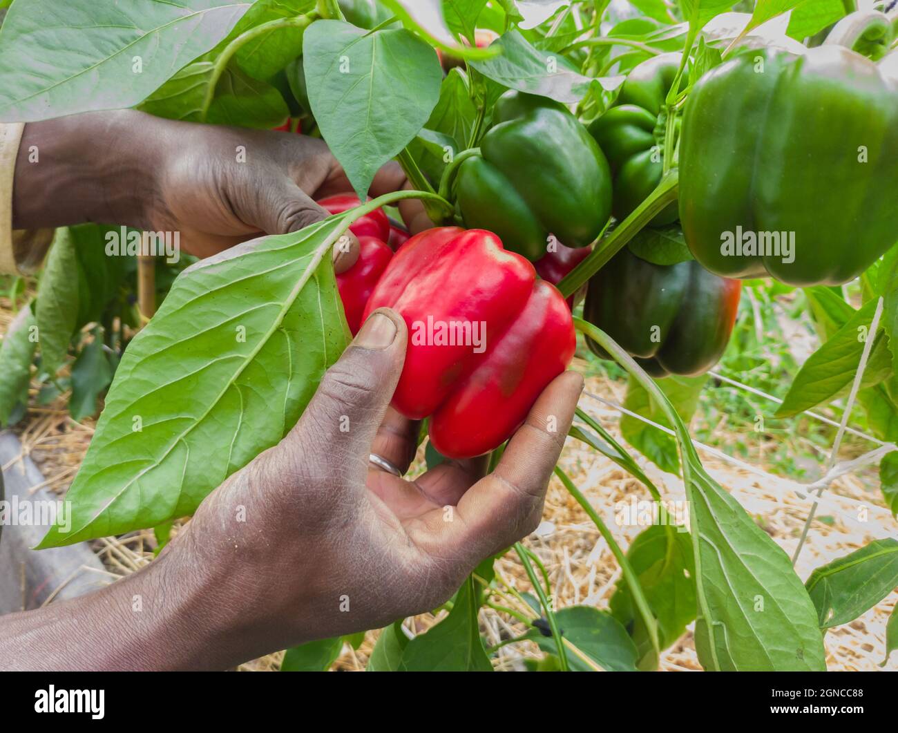 L'agricoltore africano raccoglie un peperone rosso della varietà californiana in un orto Foto Stock