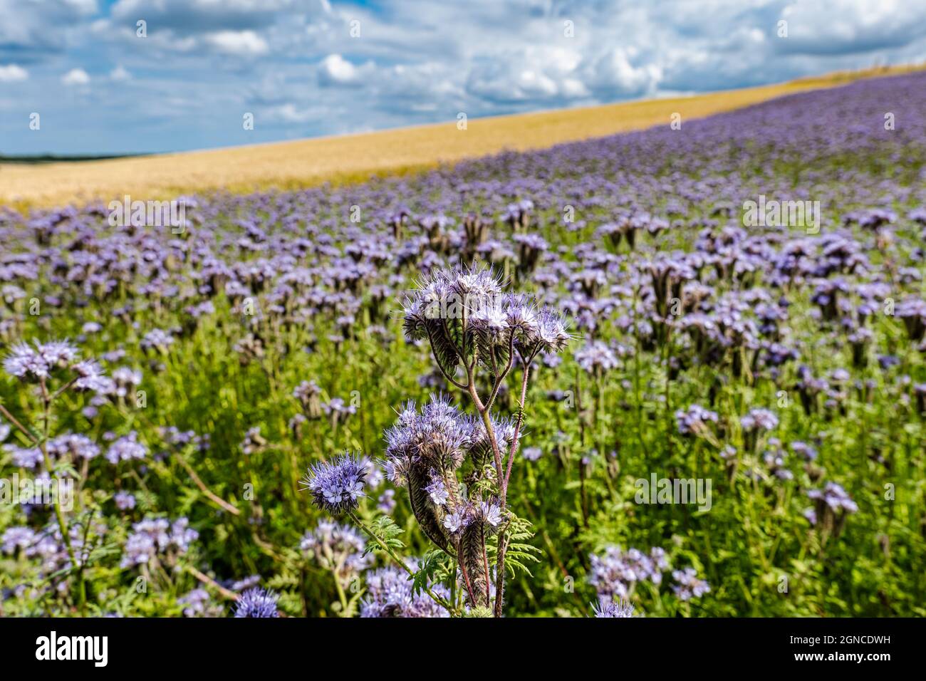 Coprire la crop lacy phacelia (viola tansy o Phacelia tanacetifolia) in campo di raccolto, East Lothian, Scozia, Regno Unito Foto Stock