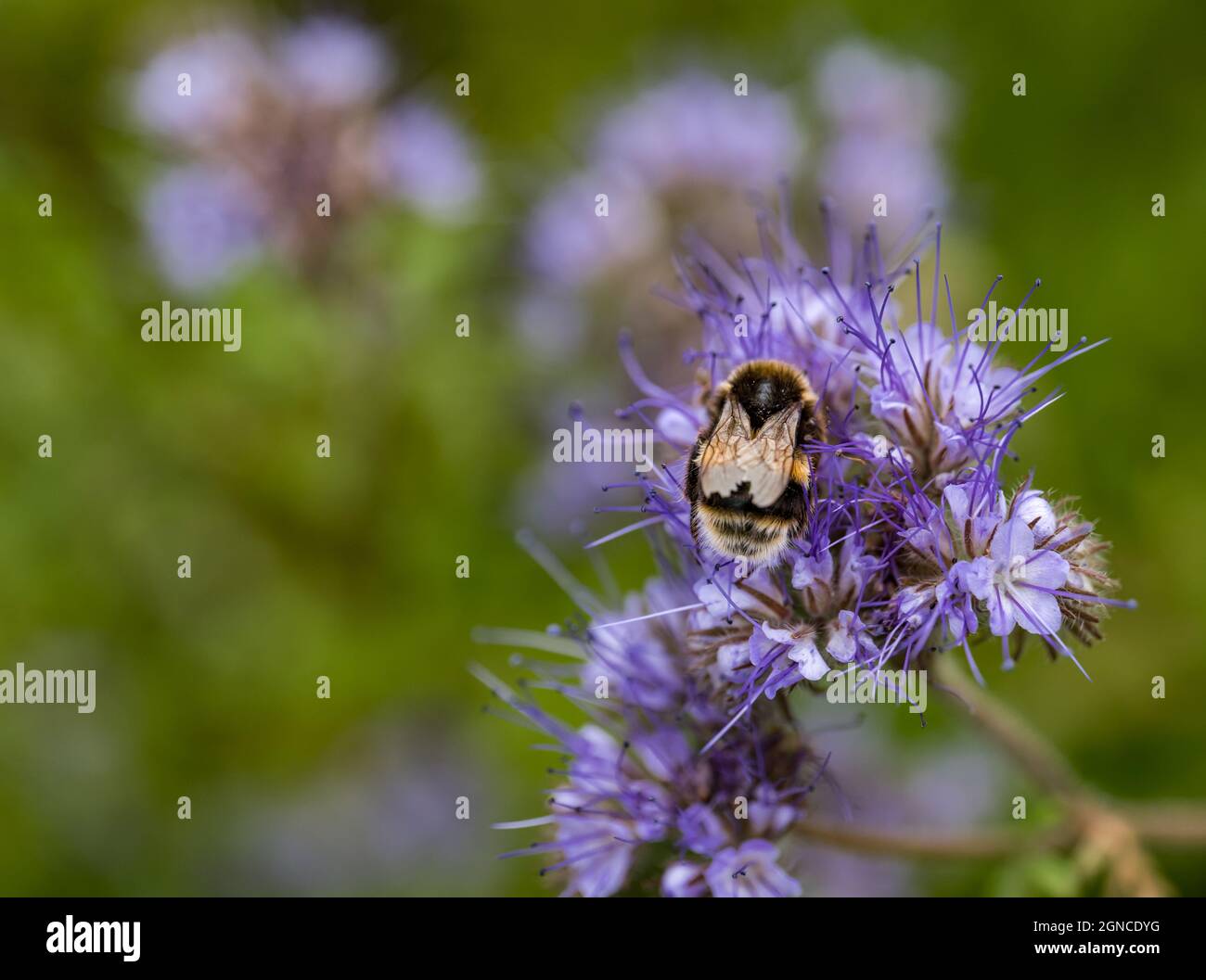 Primo piano di bumblebee su lacy phacelia (viola tansy o Phacelia tanacetifolia), Scozia, Regno Unito Foto Stock