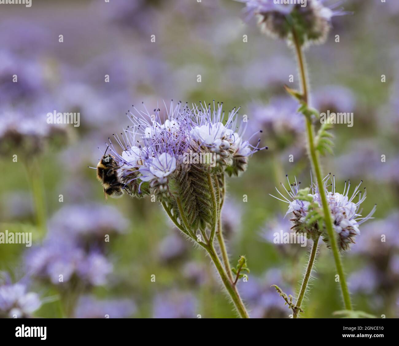 Bumblebee dalla coda bianca (Bombus luorum) su lacy phacelia (viola tansy o Phacelia tanacetifolia), Scozia, Regno Unito Foto Stock