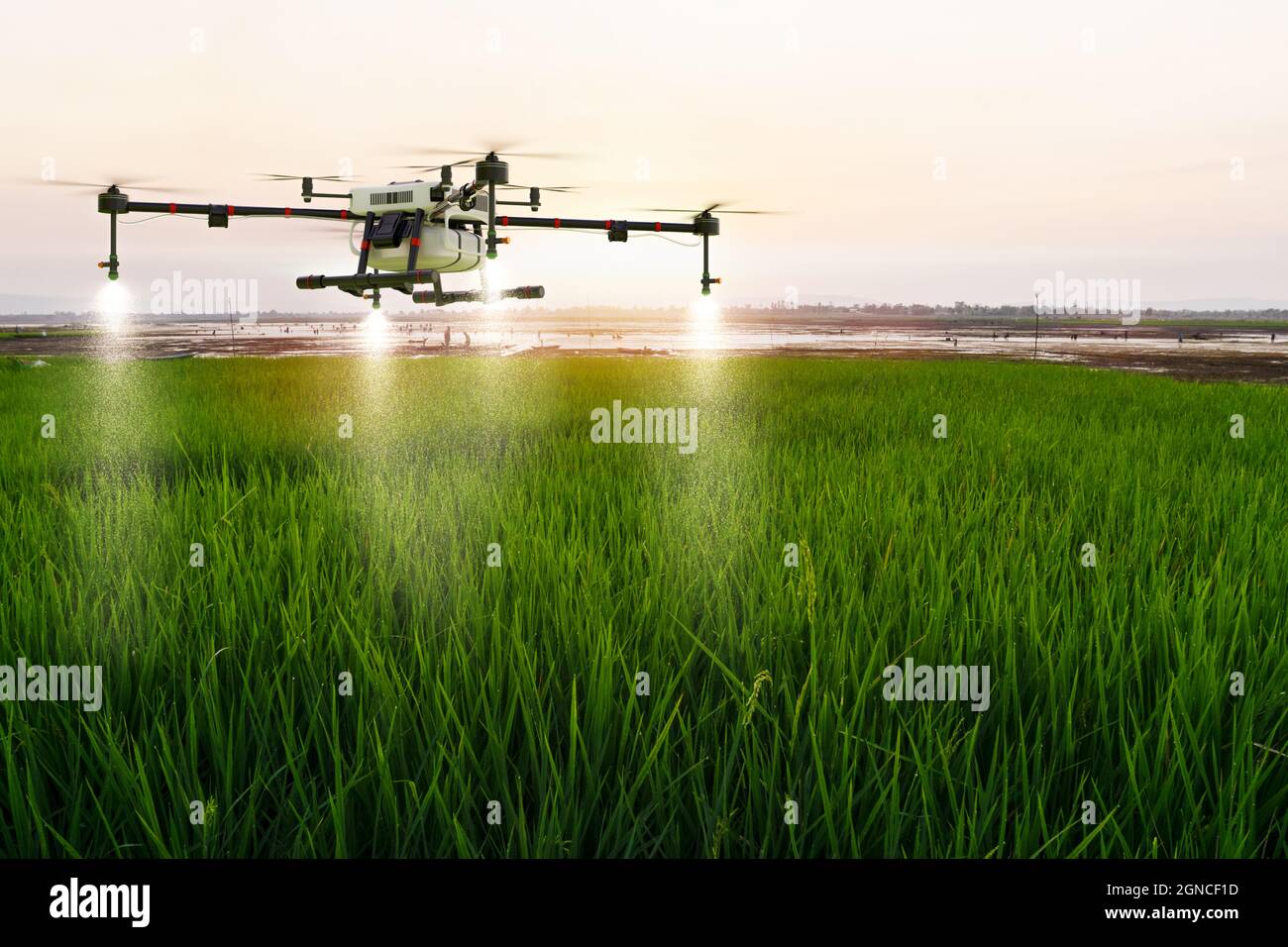 Drone agricolo che vola su risaie a fertilizzante spruzzato, rendering illustrazione 3d Foto Stock