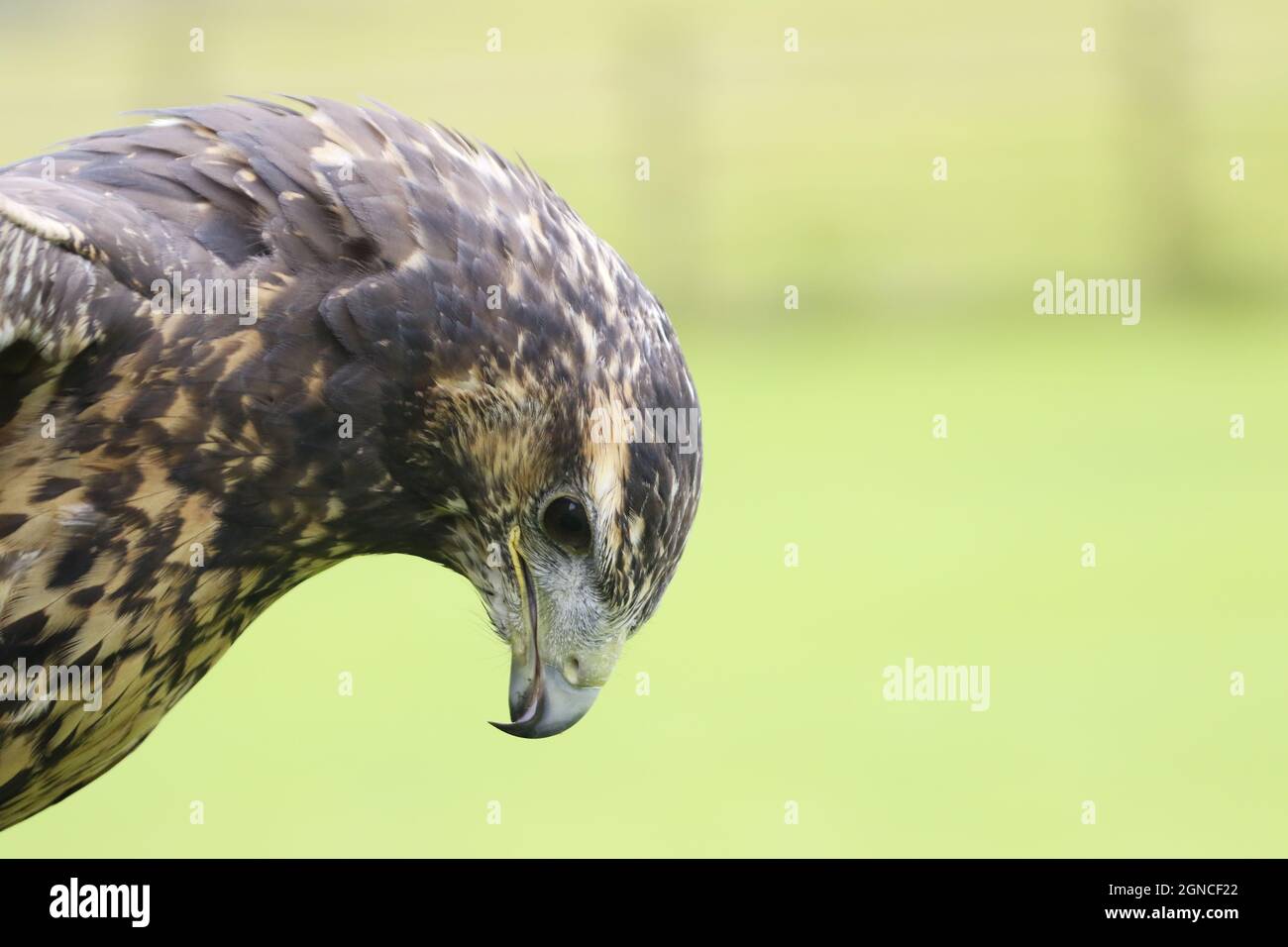 Aquila blu cilena in un centro di rapa Foto Stock