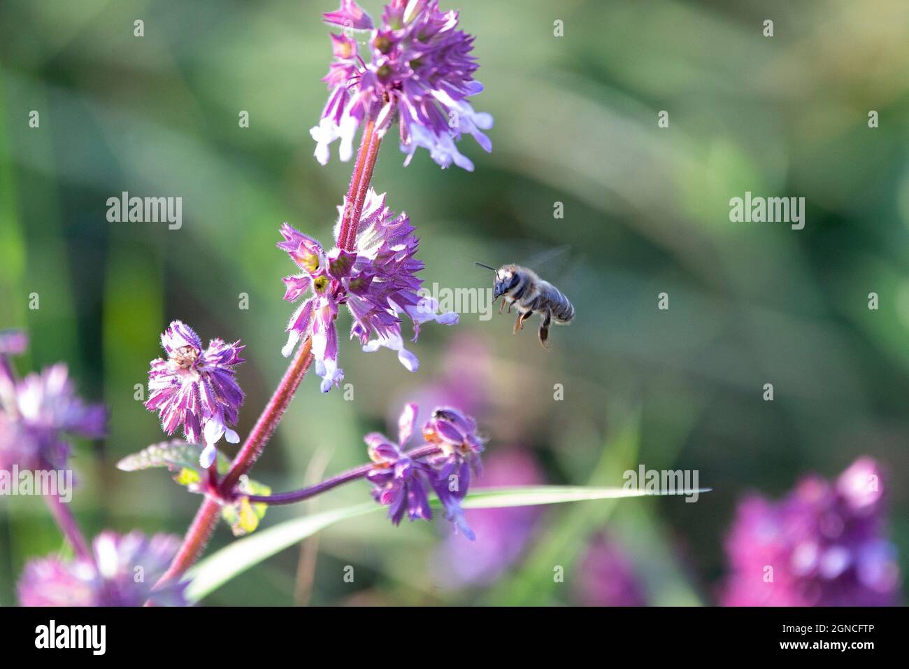 Ape miele occidentale visitando fiori Foto Stock