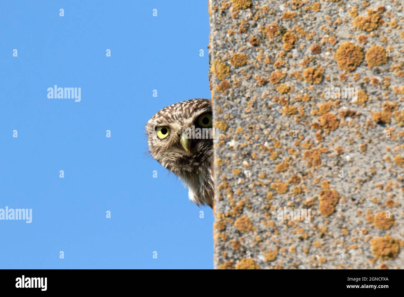 Gufo piccolo (Athene noctua) seduto su palo di cemento Foto Stock