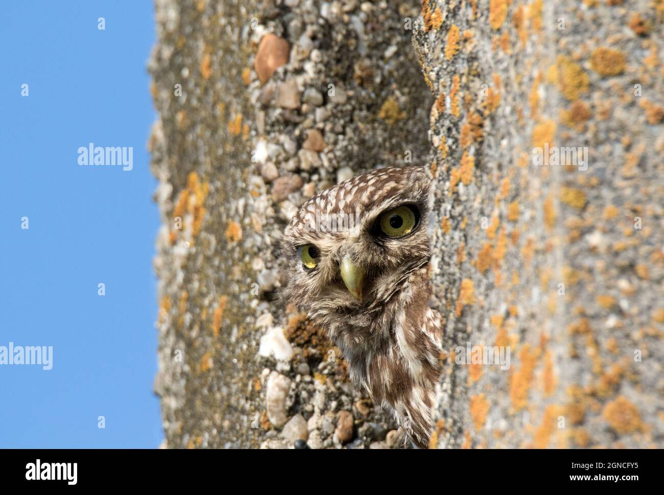 Gufo piccolo (Athene noctua) seduto su palo di cemento Foto Stock