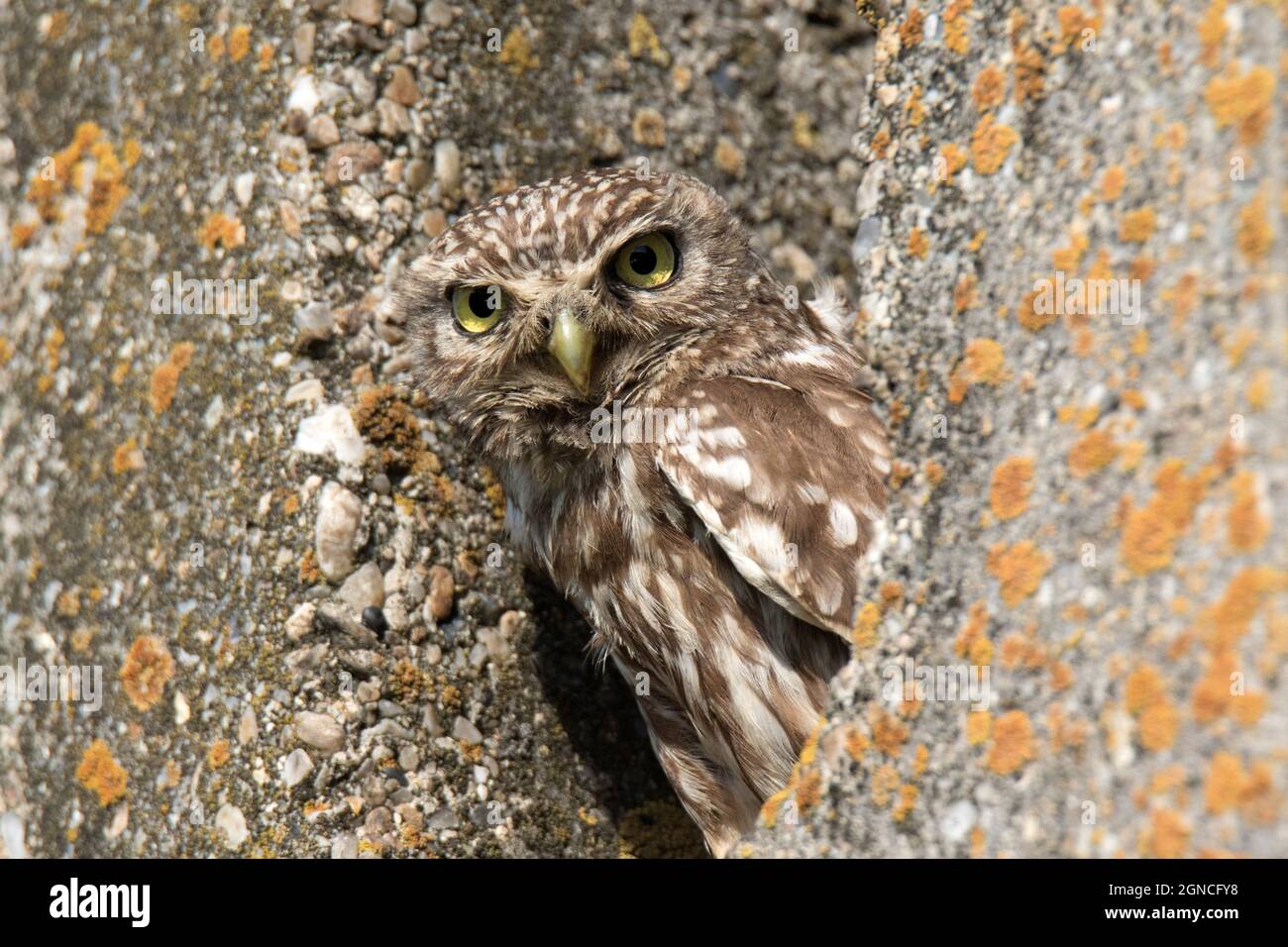 Gufo piccolo (Athene noctua) seduto su palo di cemento Foto Stock