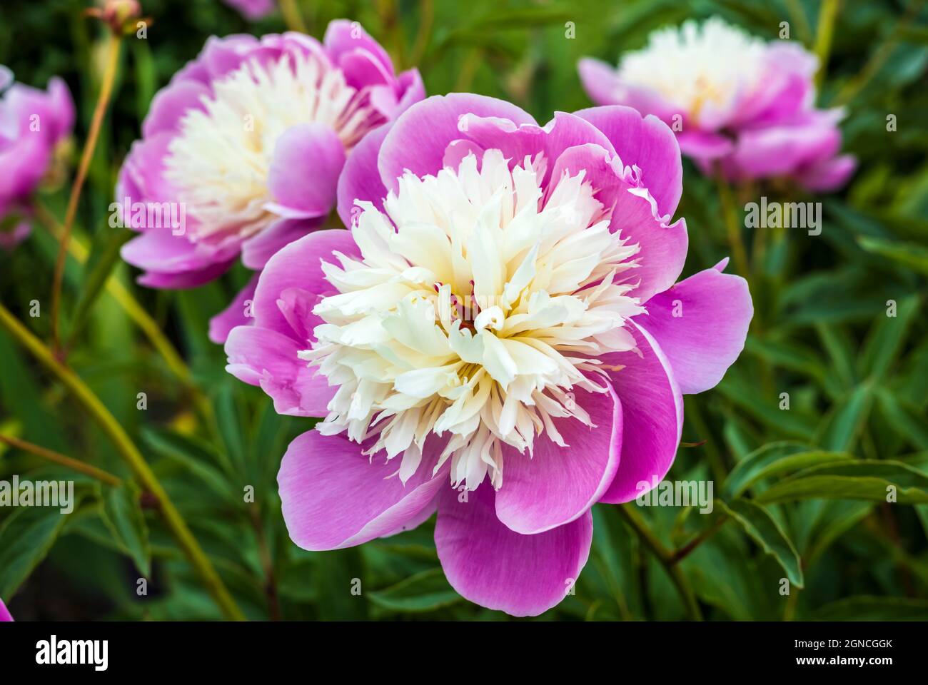 Primo piano della grande testa di Paeonia lactiflora Bowl of Beauty in giardino confine erbaceo. Foto Stock