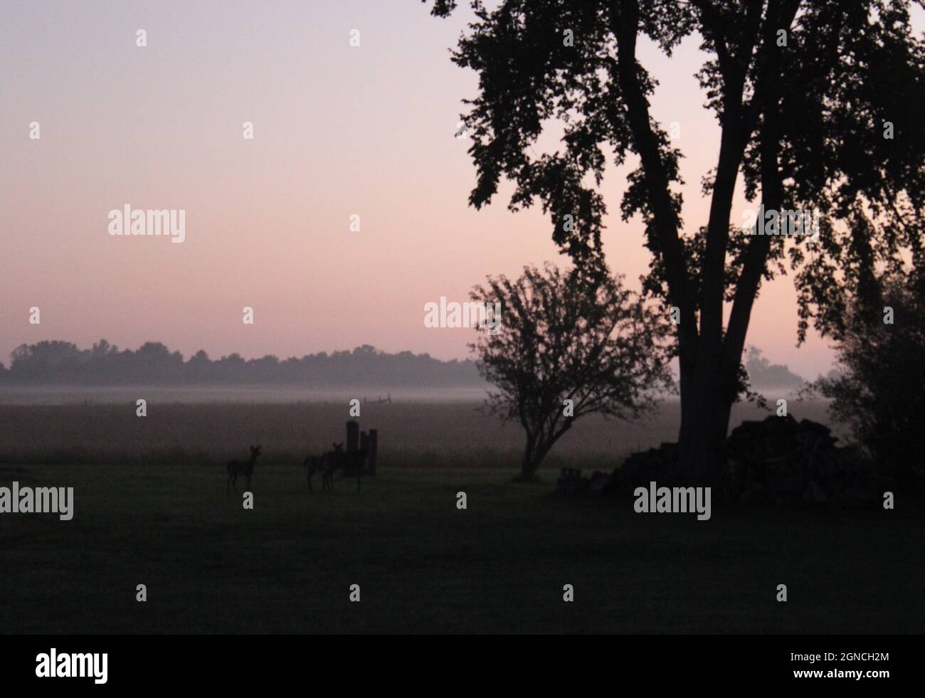 Bella alba nebbia con momma e capriolo. Foto Stock