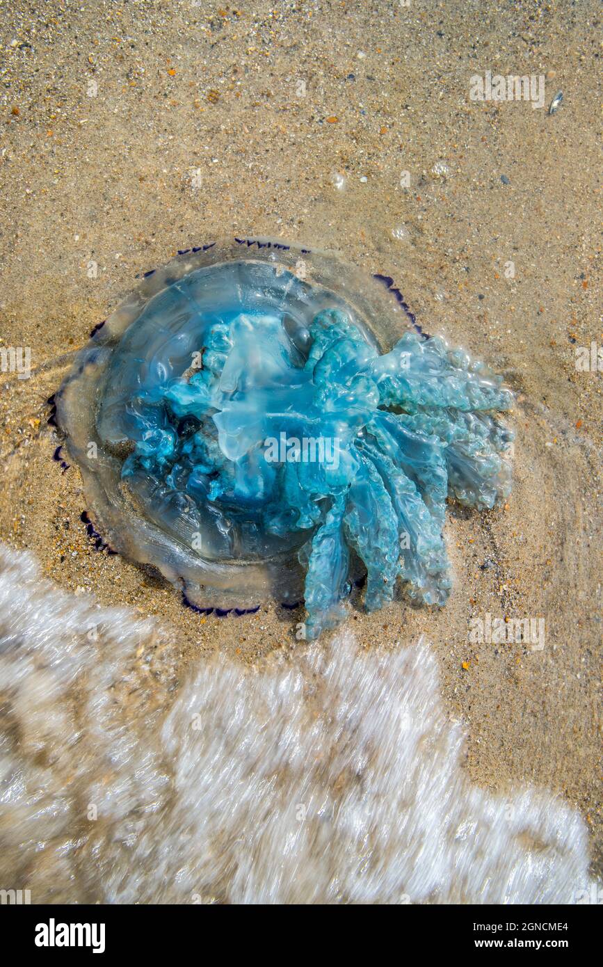Canna medusa / pattumiera con coperchio / medusa frilly sbalorditi medusa (Rhizostoma pulmo) si è incagliata sulla spiaggia lungo la costa del Mare del Nord in estate Foto Stock