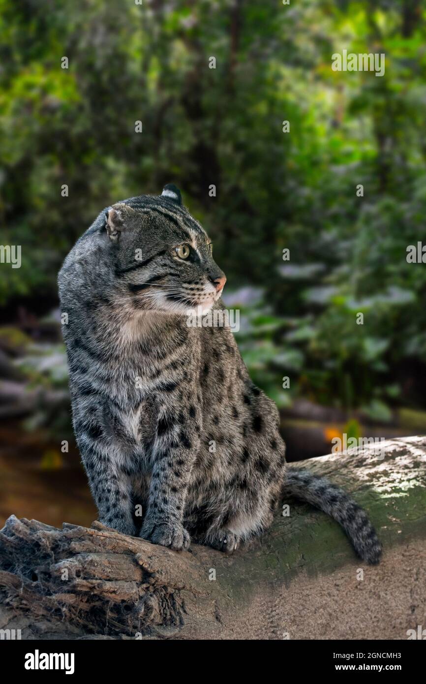 Pesca gatto (Prionailurus viverrinus) caccia lungo la riva del fiume, di medie dimensioni gatto selvatico / felino nativo a sud e sud-est asiatico Foto Stock