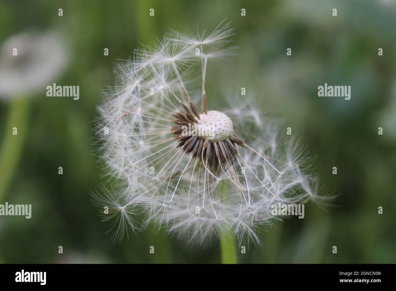 Sono interessato ai dandelions, ascoltano il dolore del vostro cuore come un amico, la loro esistenza è separata dall'intensità del dolore che volano Foto Stock