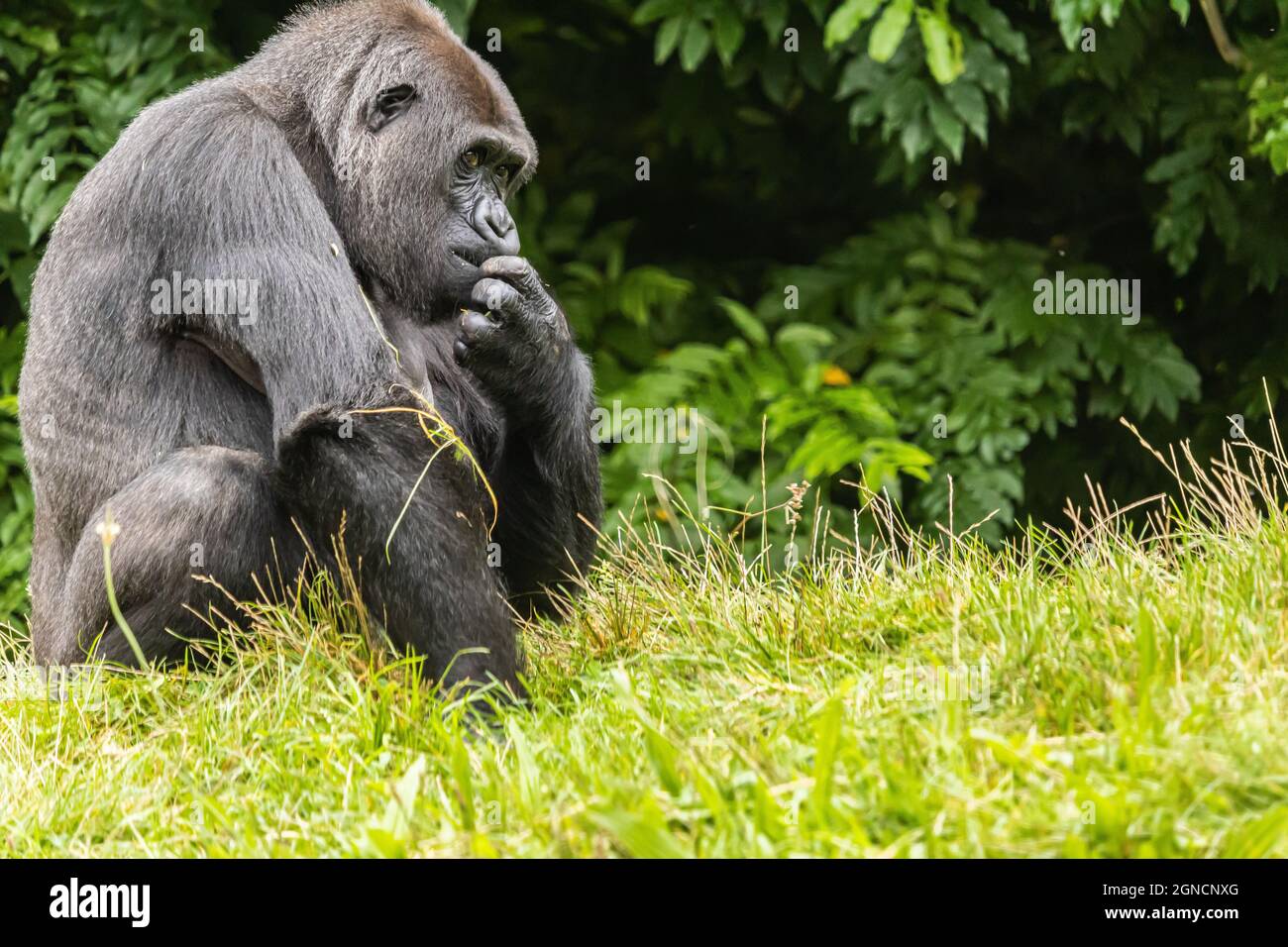 Gorilla di pelliccia nera grande sul campo erboso nello zoo Foto stock -  Alamy