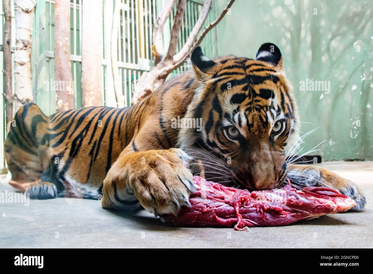 La tigre di Sumatran (Panthera tigris sumatrae) mangia la carne in cattività. Foto Stock