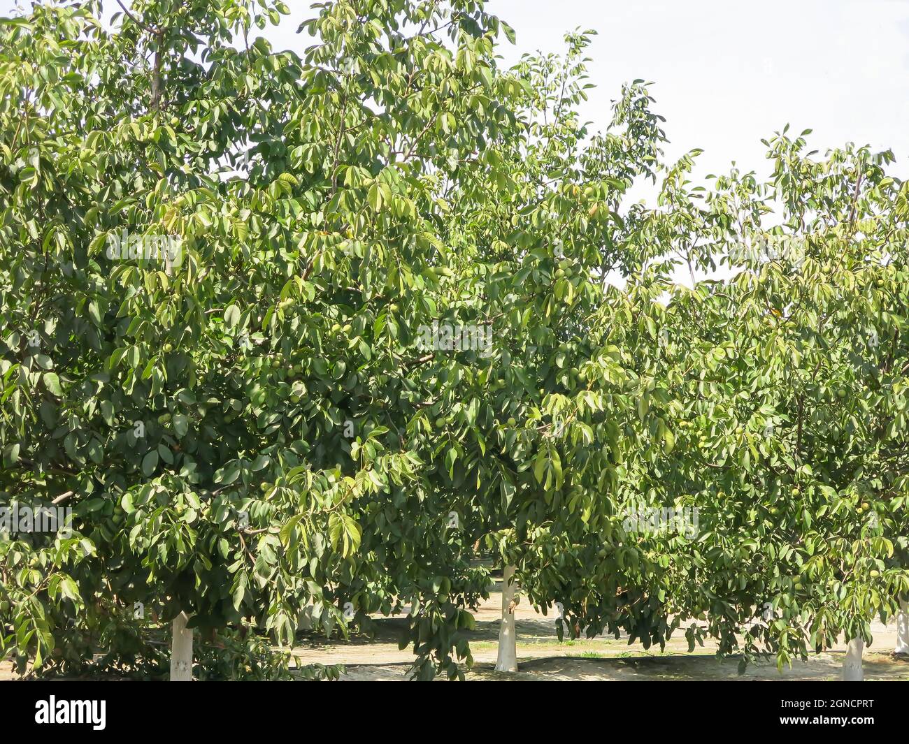 Noci che crescono su alberi Foto Stock