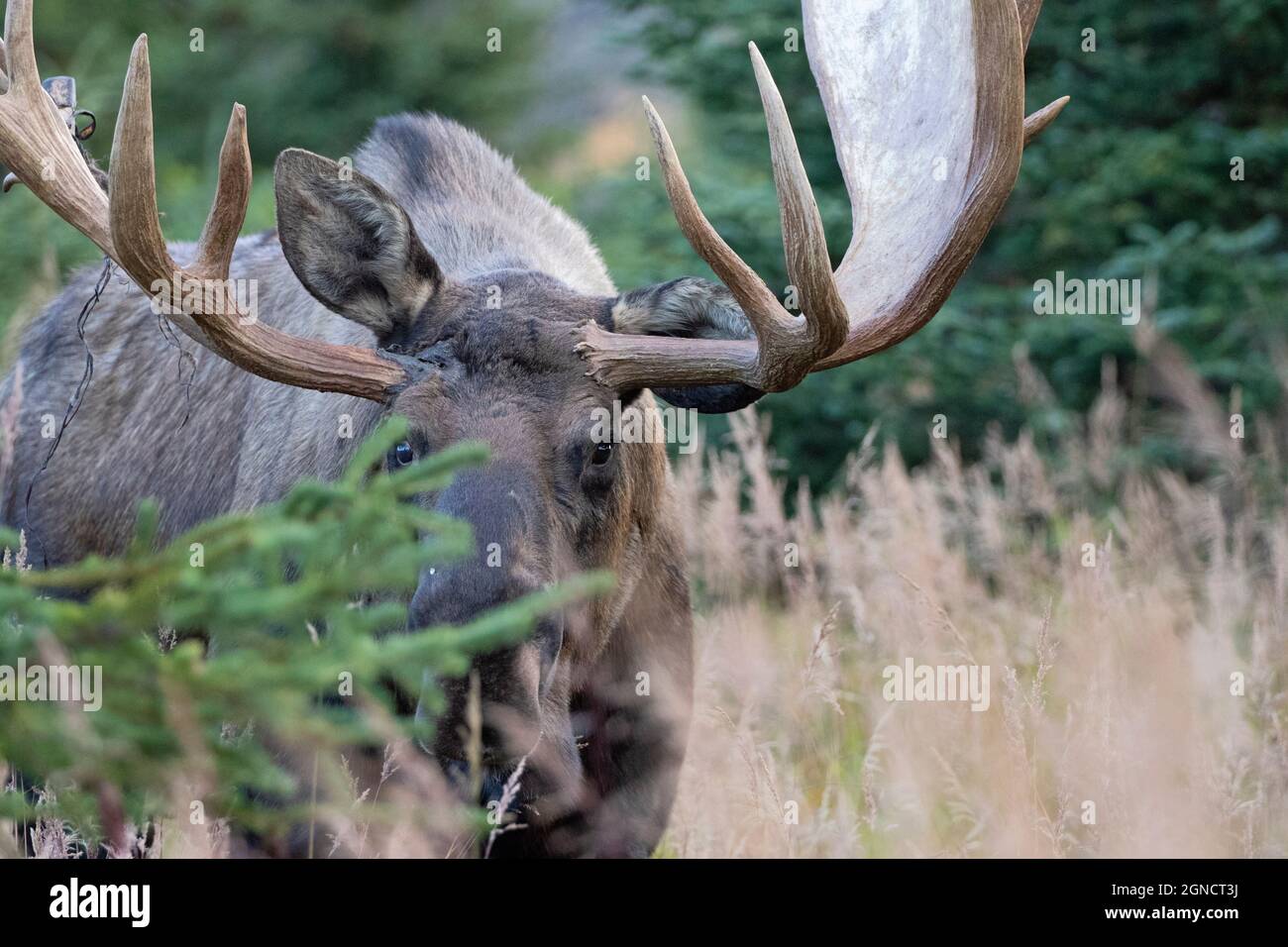 Ritratto di un guerriero: Un alce toro Alaska cerca una lotta durante il rut autunnale, o stagione di allevamento. Foto Stock