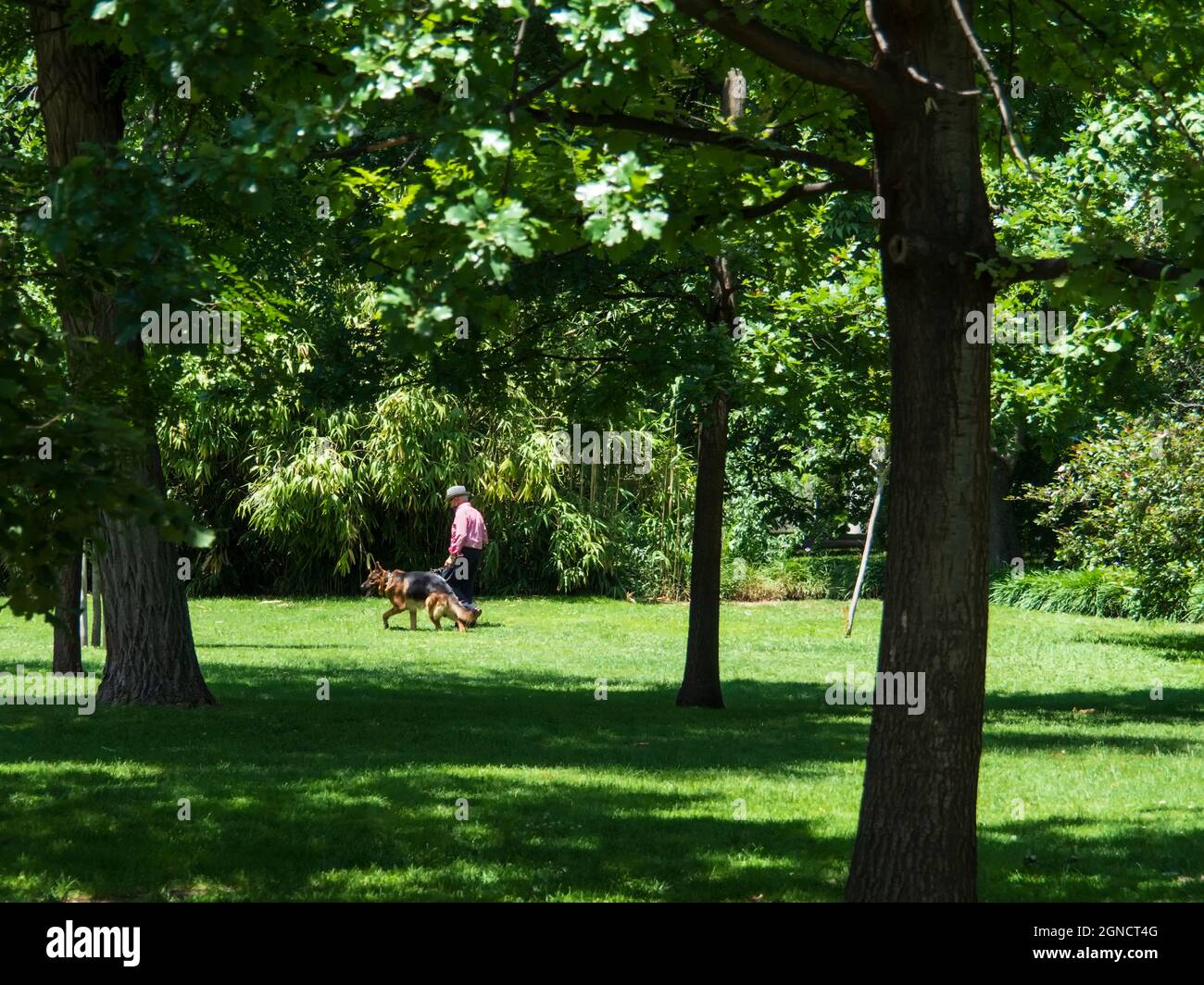 Uomo anziano che cammina con il suo cane tra gli alberi nel Parco del Retiro di Madrid. Foto Stock