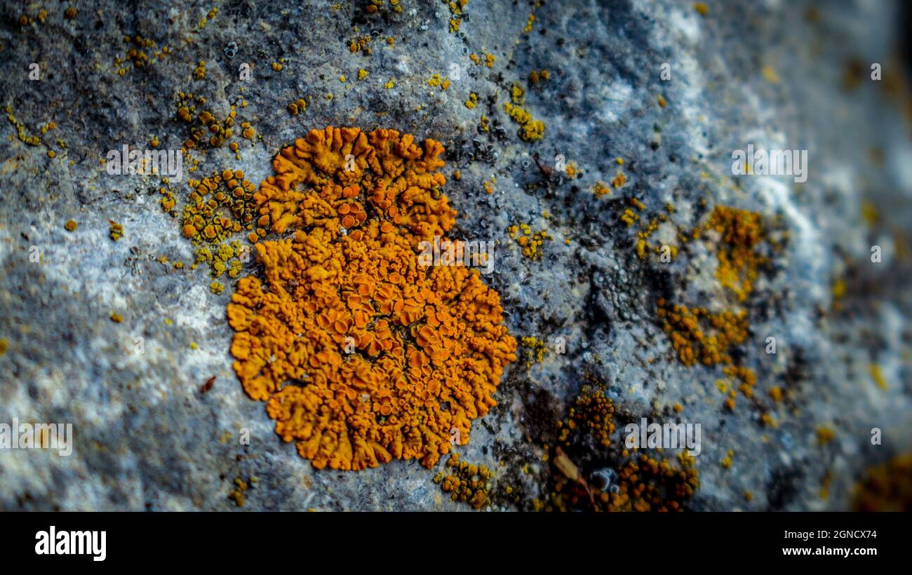 Una foto di un comune lichen arancione in Germania. Il lichen giallastro cresce su una roccia. Ha un colore forte ed è isolato. Foto Stock