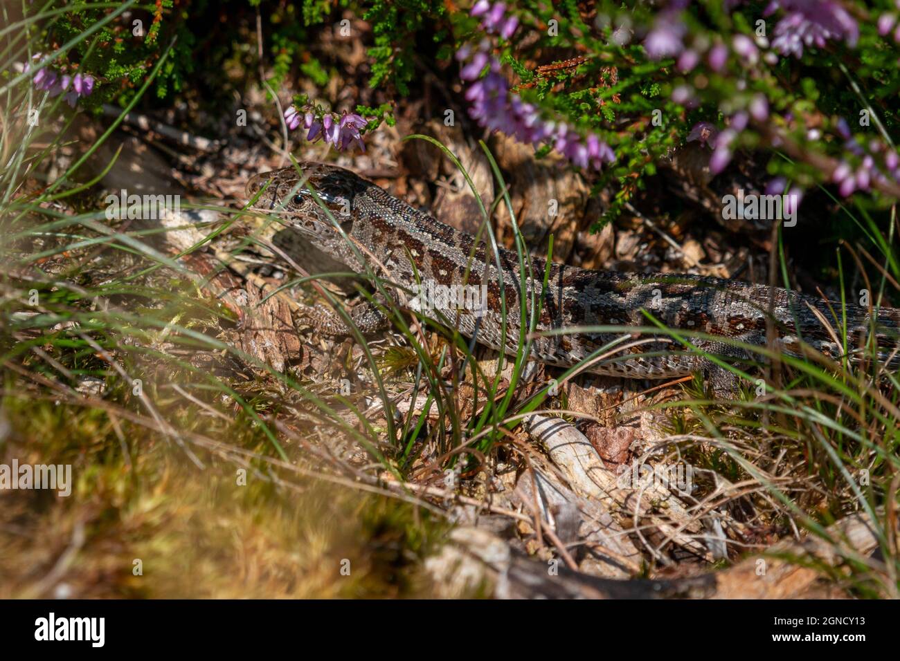 La sabbia lucertola un rettile vorace in un'estate tra la brughiera al parco nazionale l'alto Veluwe' Foto Stock