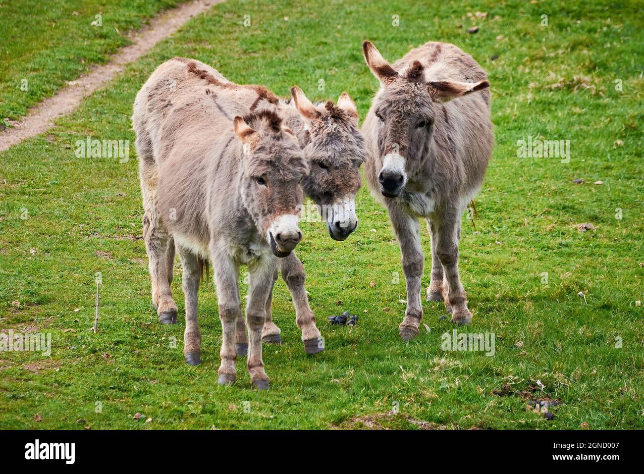 Cotentin asini una razza di asini domestici della penisola del Cotentin (Equus asinus) Foto Stock