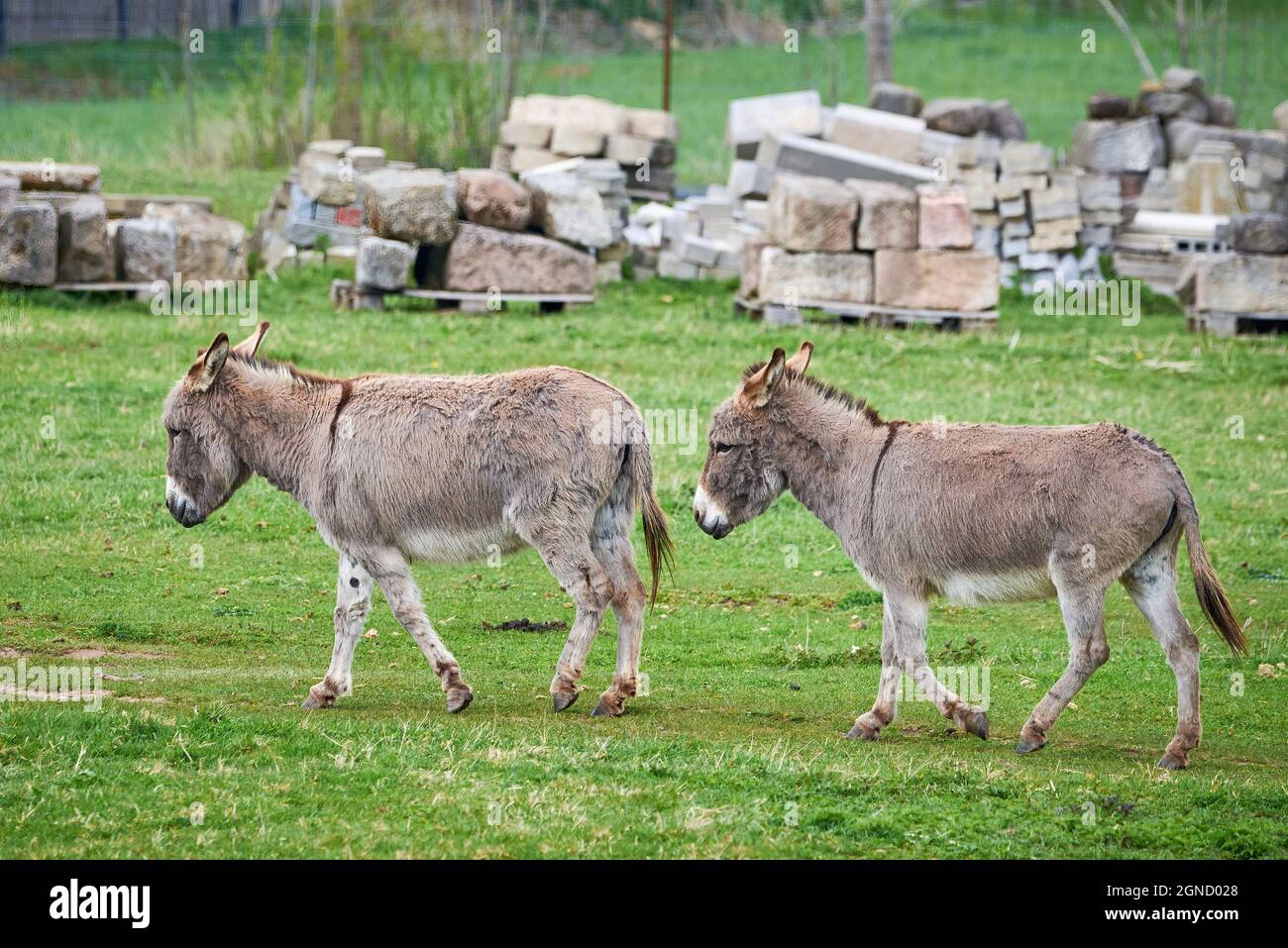Cotentin asini una razza di asini domestici della penisola del Cotentin (Equus asinus) Foto Stock