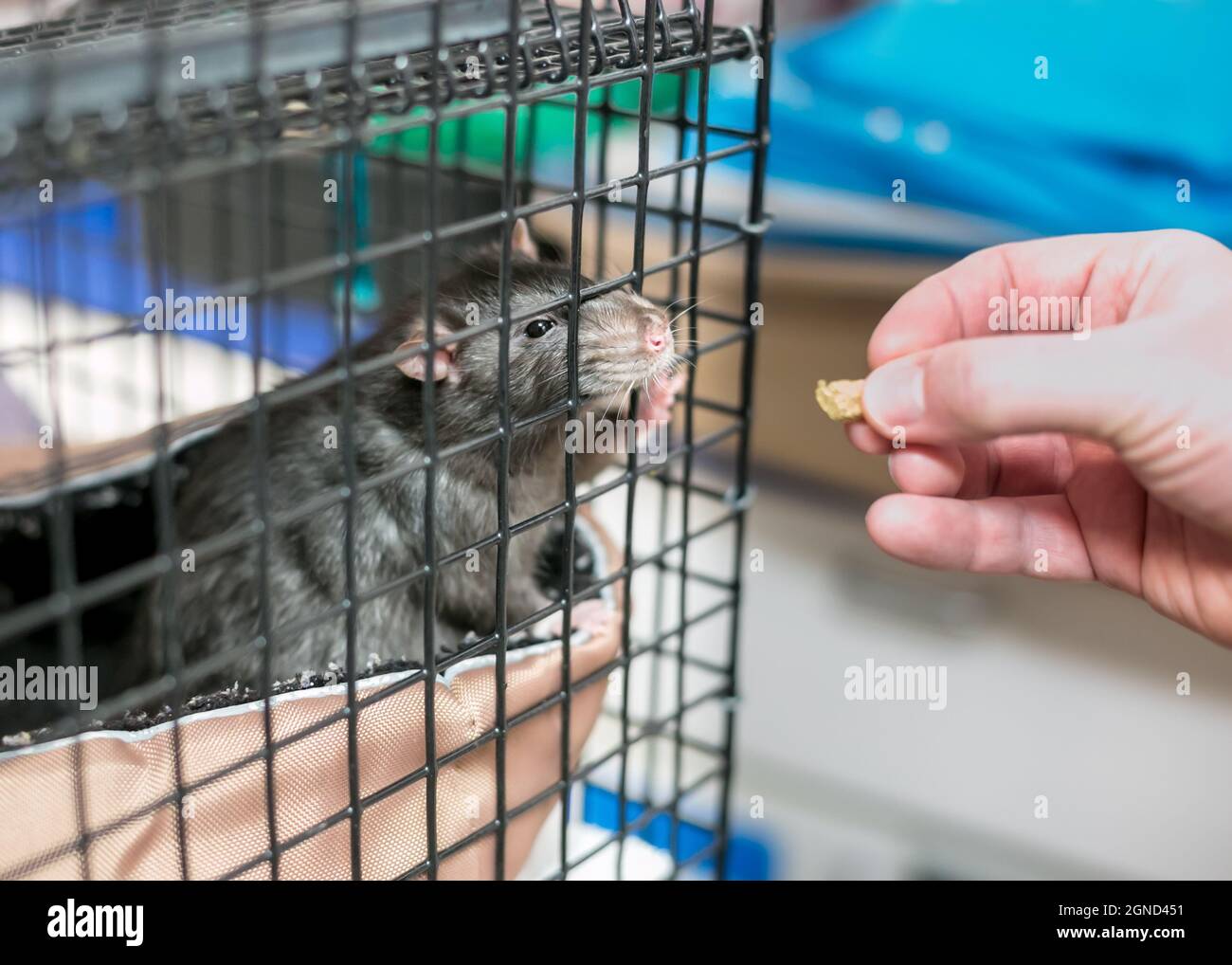 Una persona alimentazione di un trattamento di un animale domestico rat nella sua gabbia Foto Stock