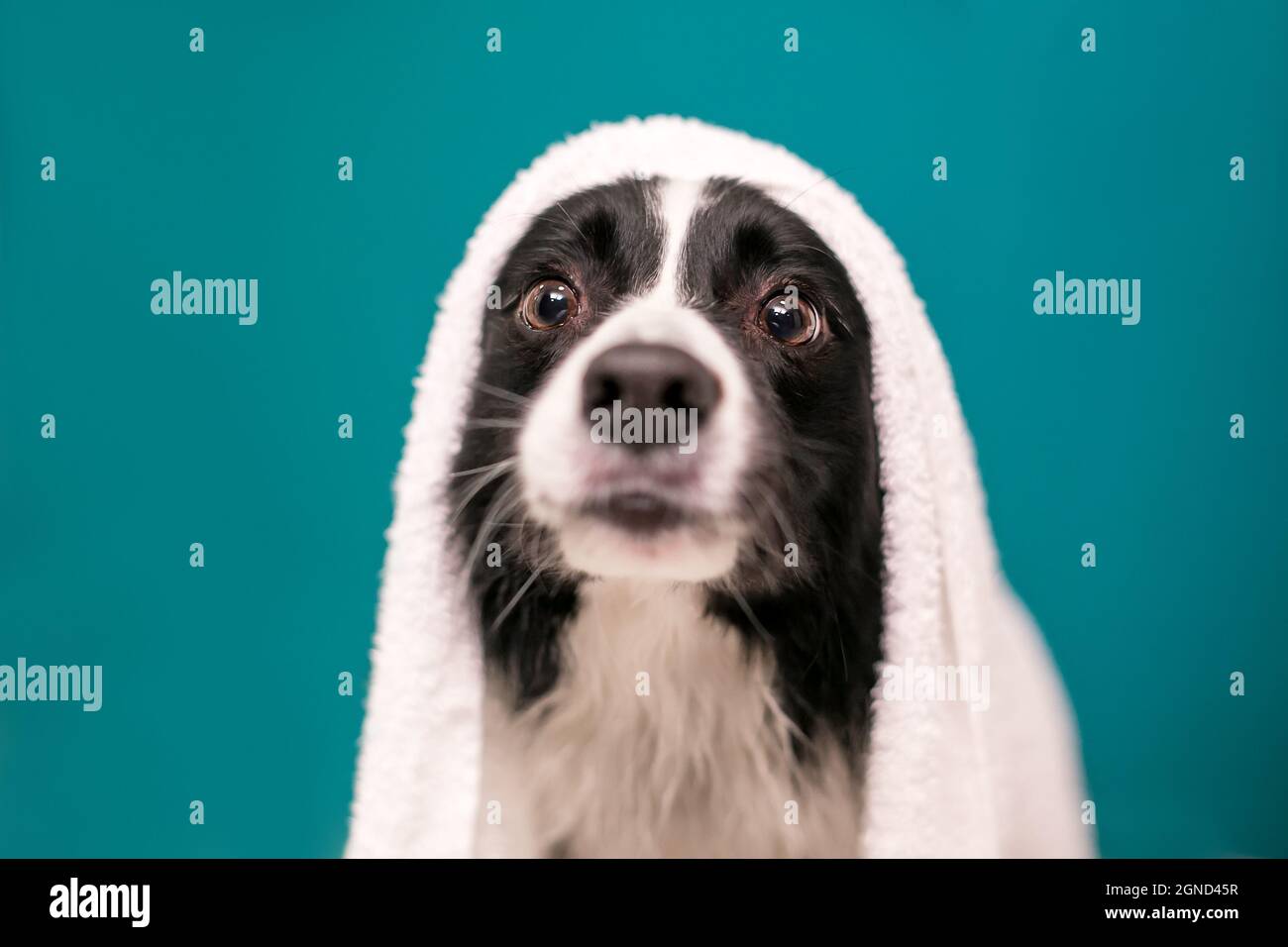 Un cane Collie bordo con un asciugamano drappeggiato sulla sua testa dopo un bagno Foto Stock