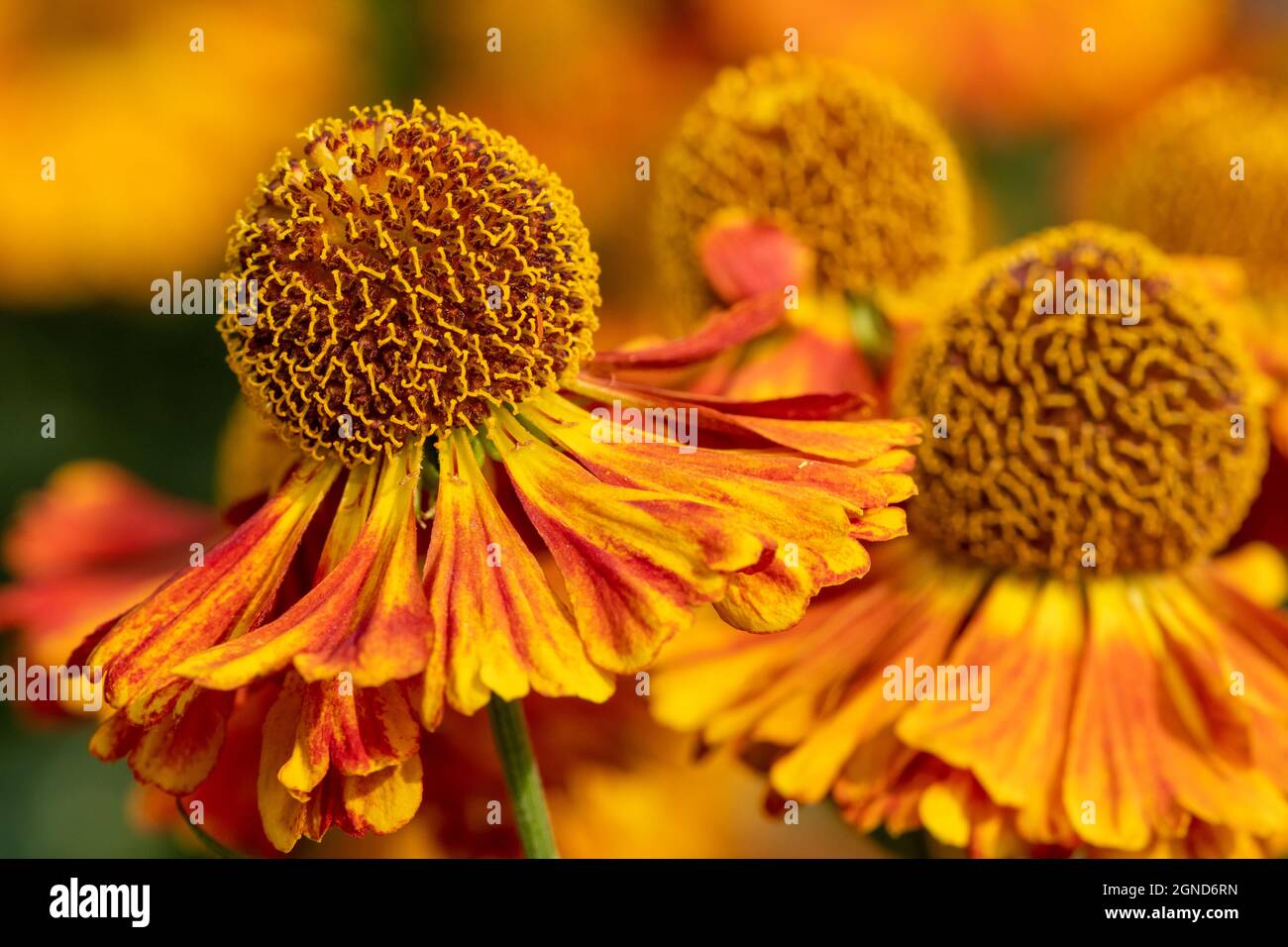 Primo piano dei fiori comuni di sneezeweed (helenium autumnale) in fiore Foto Stock