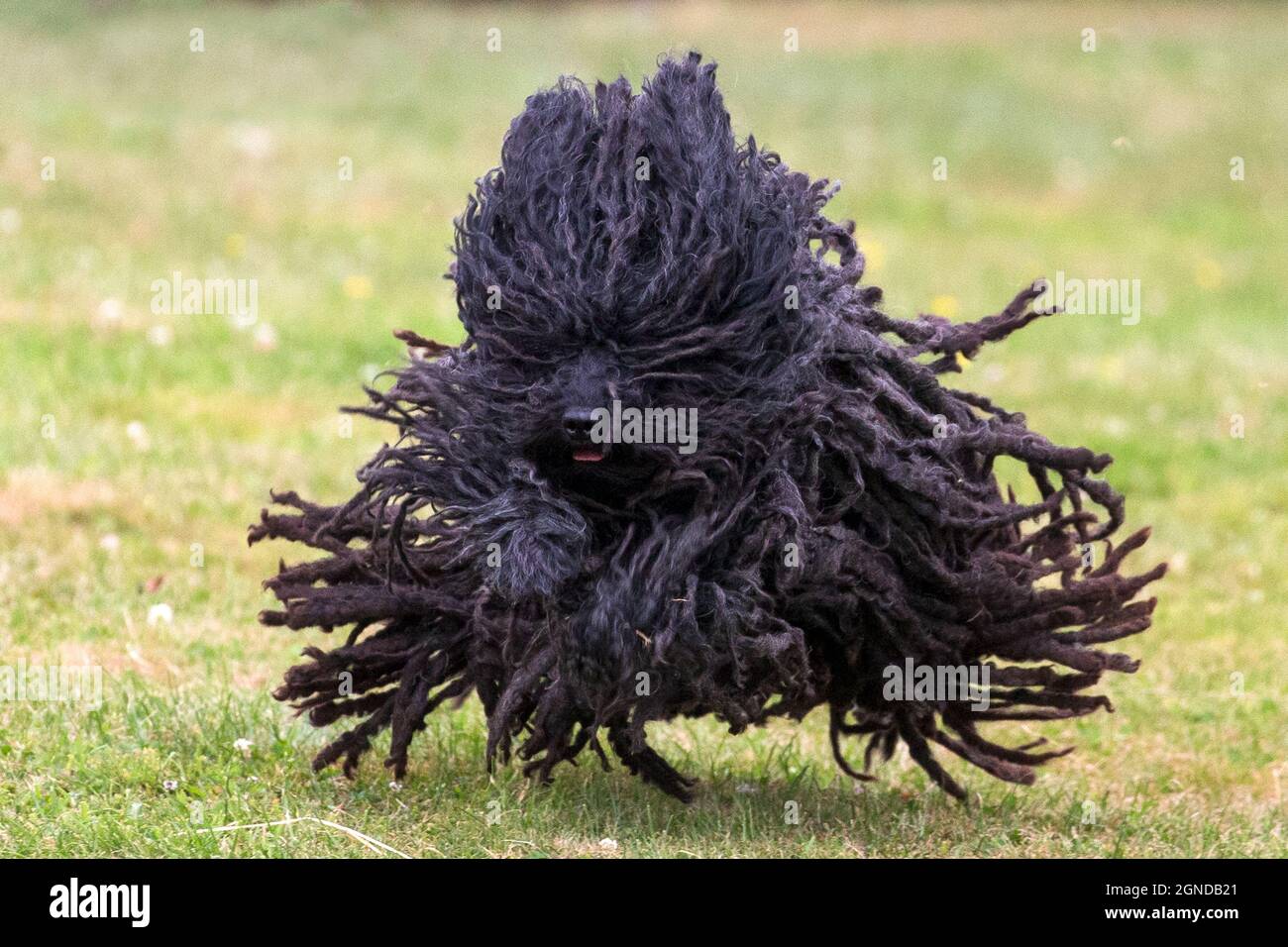 Cane ungherese Poli che corre sull'erba con cappotto a filo che vola Foto Stock