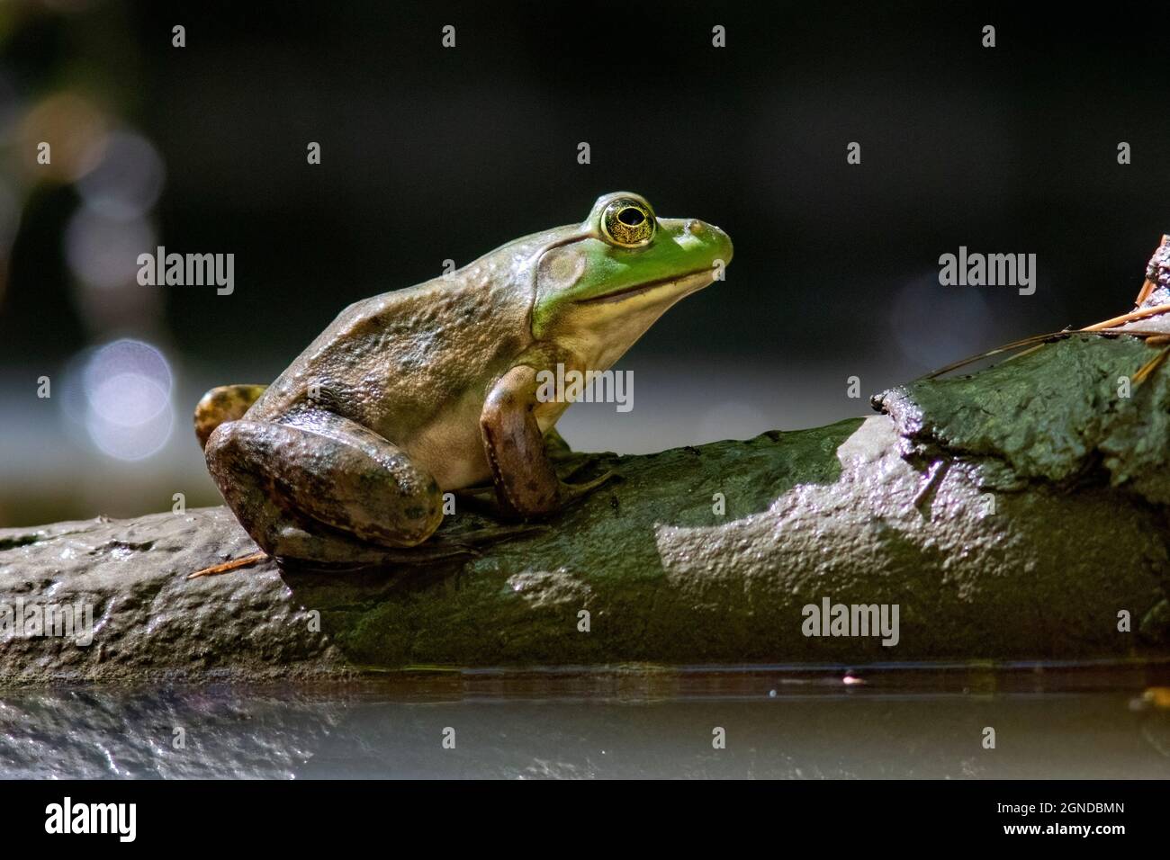 Bullfrog americano (Lithobates catesbeianus) - Pisgah National Forest, Brevard, North Carolina, USA Foto Stock