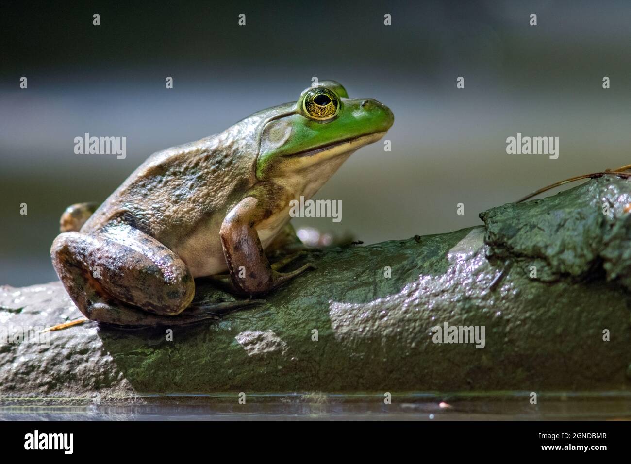 Bullfrog americano (Lithobates catesbeianus) - Pisgah National Forest, Brevard, North Carolina, USA Foto Stock