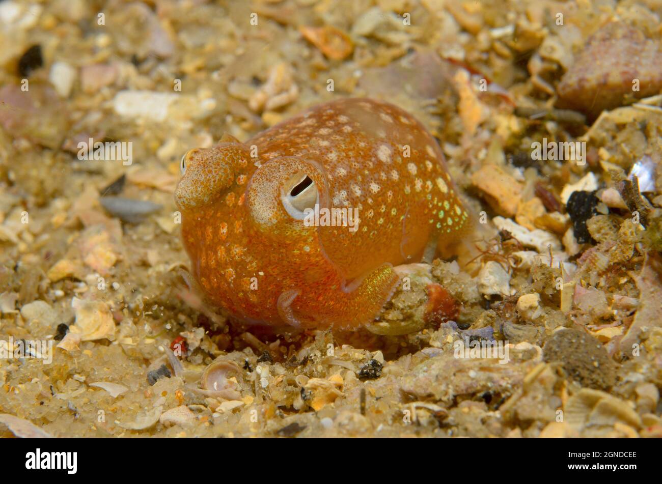 Southern Bottletail Squid, Sepiadarium austrinum, a Watsons Bay, nuovo Galles del Sud, Australia. Profondità: 4,2 m. Foto Stock