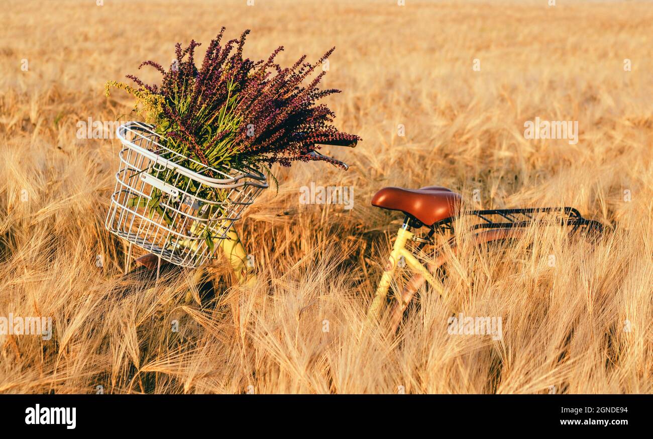 Cesto bicicletta manubrio fiori campo di grano Foto Stock