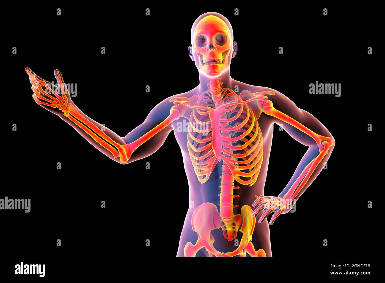 Anatomia Umana, illustrazione Foto Stock