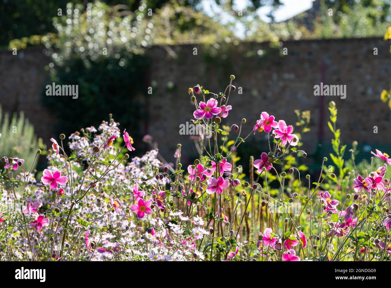 I fiori di anenoma giapponese rosa brillante riflettono il sole autunnale all'Eastcote House storico giardino murato nel Borough of Hillingdon, Londra, Regno Unito. Foto Stock