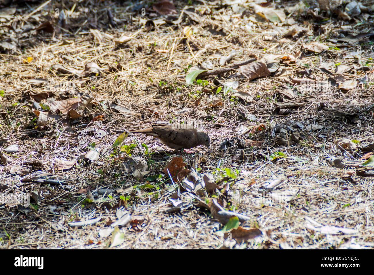 Colomba (Columbina talpacoti) Foto Stock