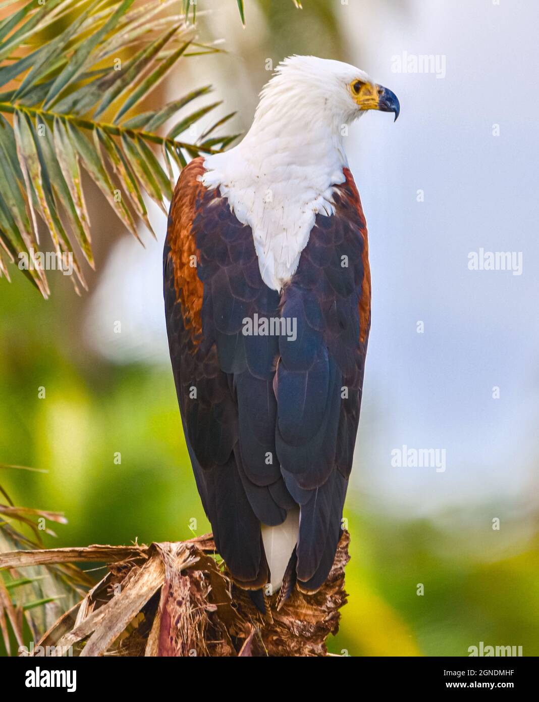 Aquila Fish Africana (cantante di Haliaeetus) arroccata in un boschetto di palme. Parco Nazionale di Amboseli, Kenya. Primo piano. Foto Stock