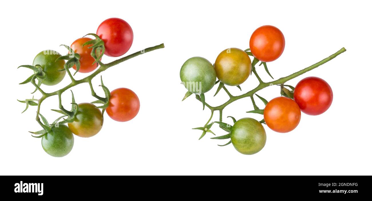 mazzetto di pomodori ciliegini, serie di pomodori rotondi rossi, gialli e verdi con steli verdi isolati su sfondo bianco Foto Stock